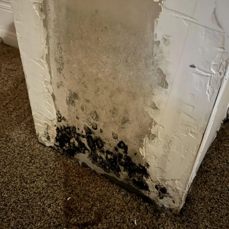 Professional Mold Removal in Petersburg, VA